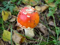 houba v listí
