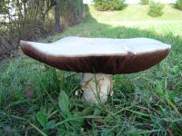 mega houba na zahradě