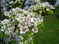 kvetoucí ovocný strom - 1